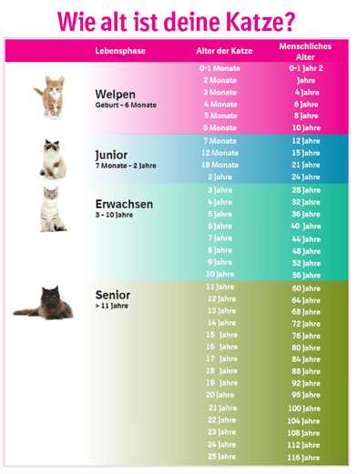 Das Alterungsverhältnis von Katzen zu Menschen