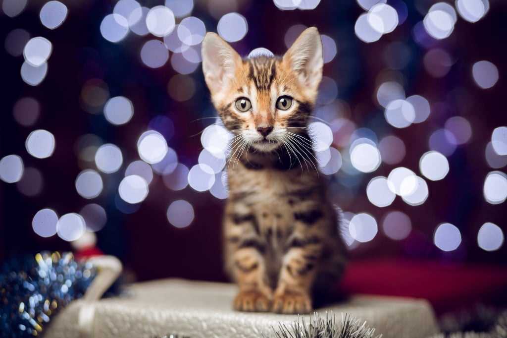 Pflege und Ernährung einer Katze im ersten Jahr