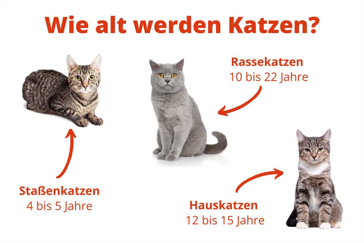 Wie alt ist eine Katze mit 2 Jahren?