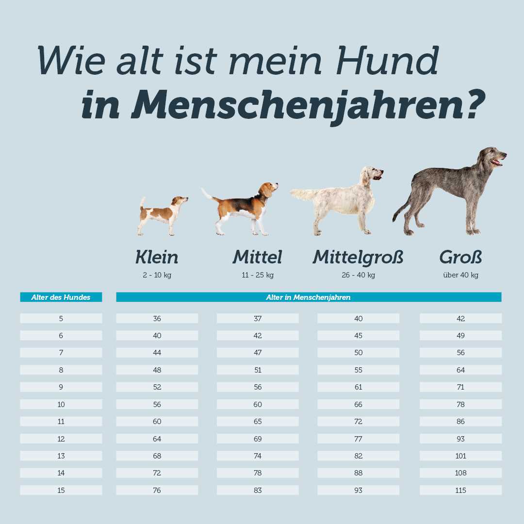 Wie alt ist mein Hund in Menschenjahren? Die Umrechnung von Hundejahren in Menschenjahre