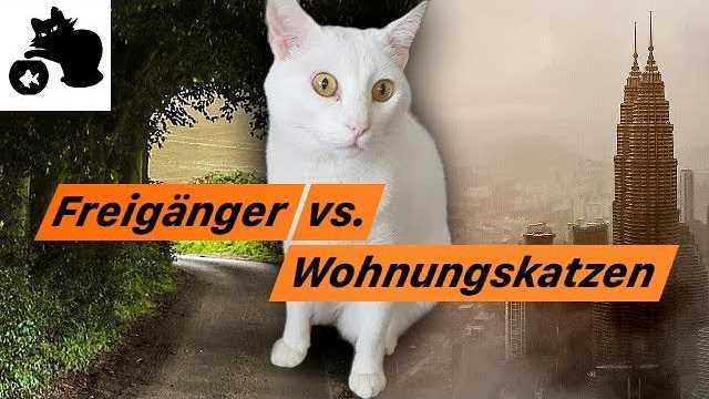 Wie kann man die Lebensdauer einer Katze verlängern?