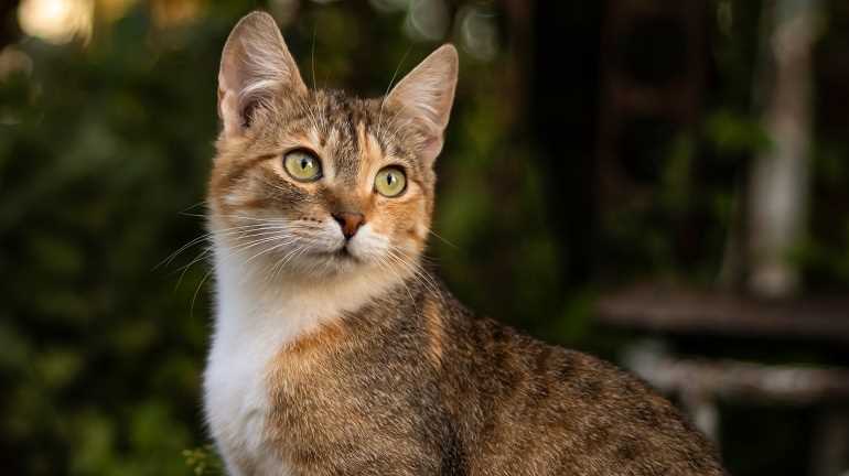 Wie alt können Hauskatzen werden? Alles, was Sie wissen müssen