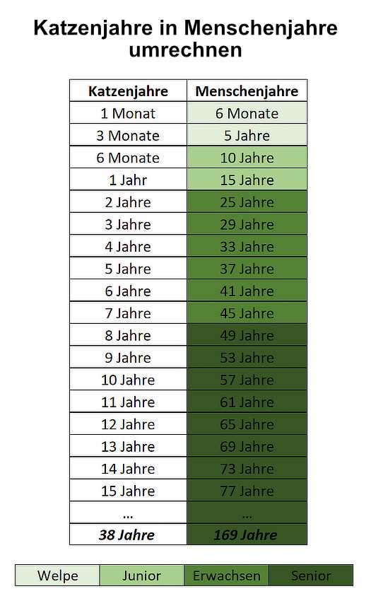 Vergleich des Katzenalters mit dem Menschenalter