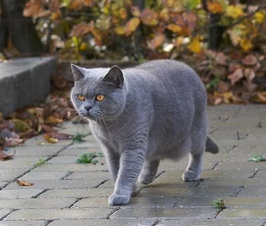 Wie alt werden BKH Katzen? Der Lebenszyklus von Britisch Kurzhaar Katzen