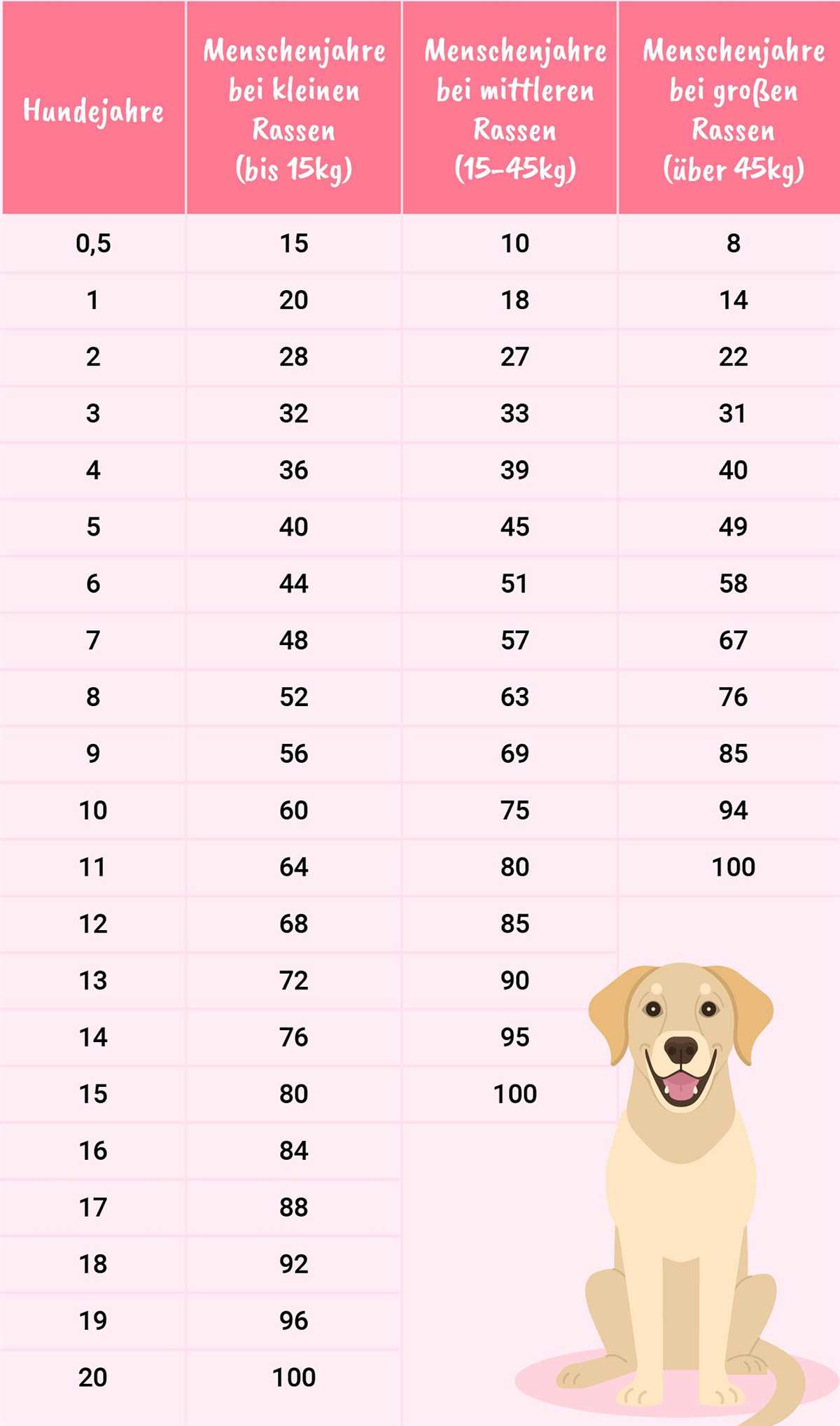 Wie alt werden Hunde in Menschenjahren? Die richtige Umrechnung