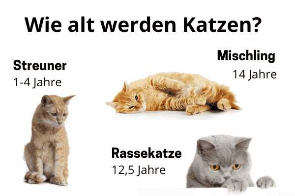 Wie alt werden Katzen: Erfahrungen, Tipps und Informationen