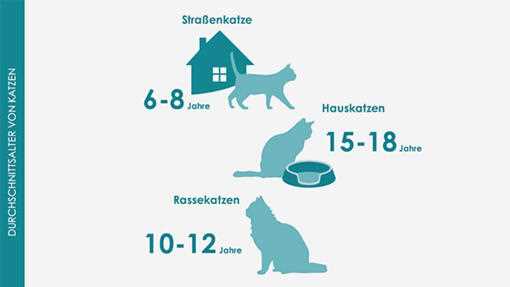 Die durchschnittliche Lebenserwartung von Katzen