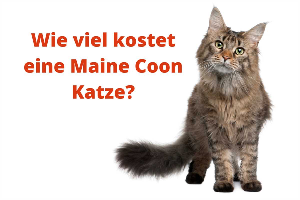 Alterungsprozess bei Maine Coon Katzen