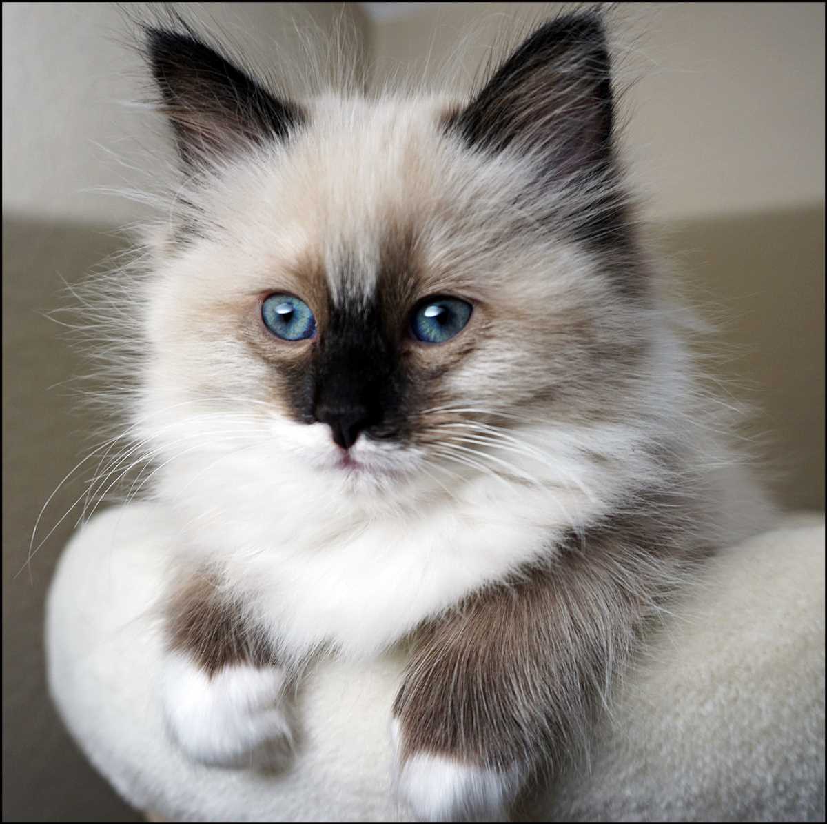 Wie alt werden Ragdoll Katzen? – Tipps und Informationen