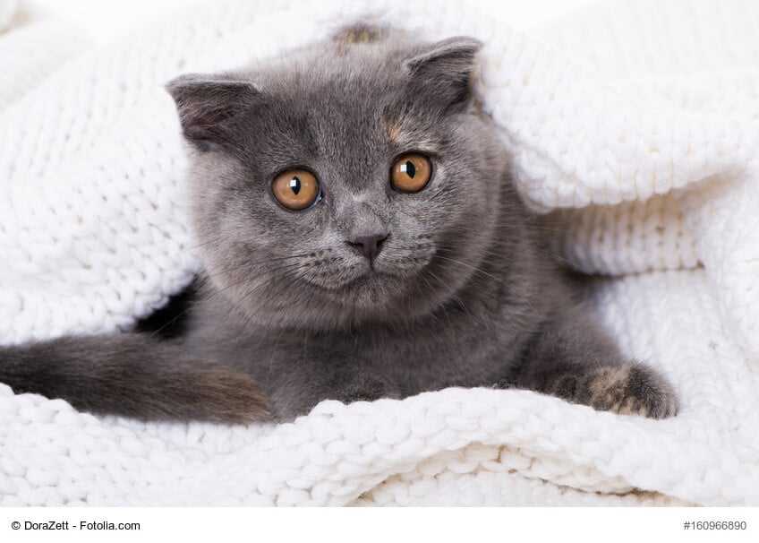 Faktoren, die die Lebenserwartung von Scottish Fold Katzen beeinflussen