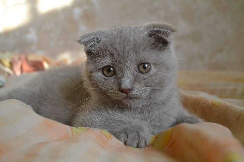 Wie alt werden Scottish Fold Katzen? Alles über die Lebenserwartung von Scottish Fold Katzen