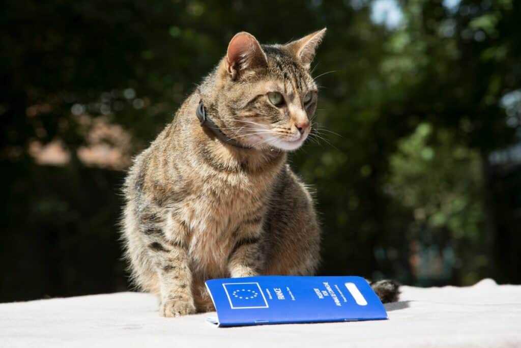 Hinweise auf das Alter deiner Katze