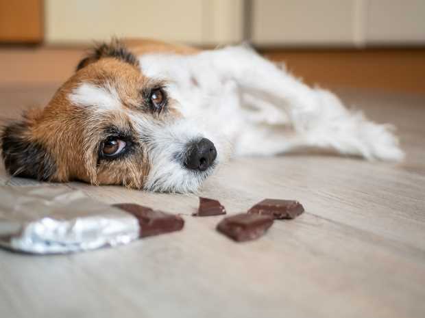 Wie äußern sich Bauchschmerzen beim Hund? Symptome und Behandlung