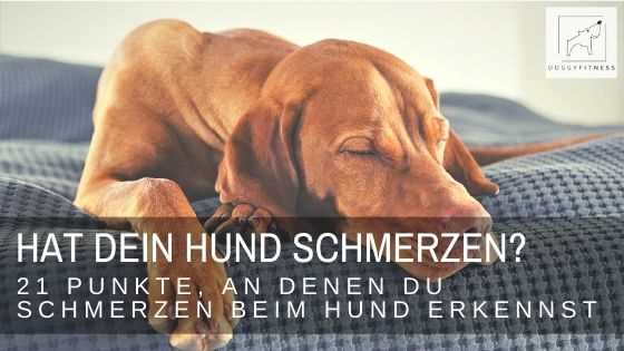 Erkennen und Diagnostizieren von Schmerzen beim Hund