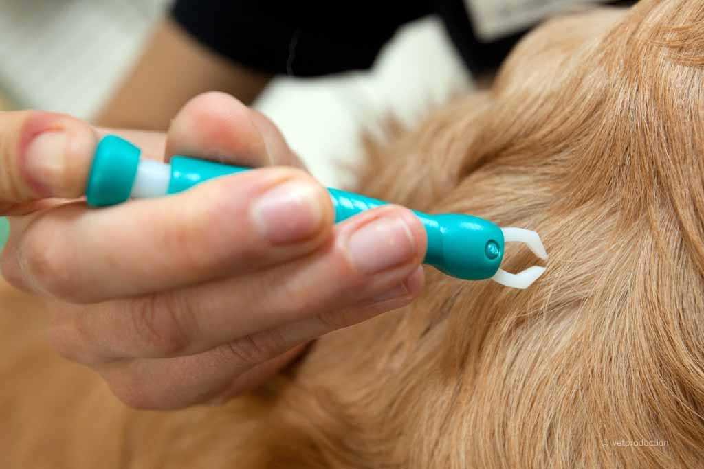 Behandlungsmöglichkeiten für Hunde mit Borreliose