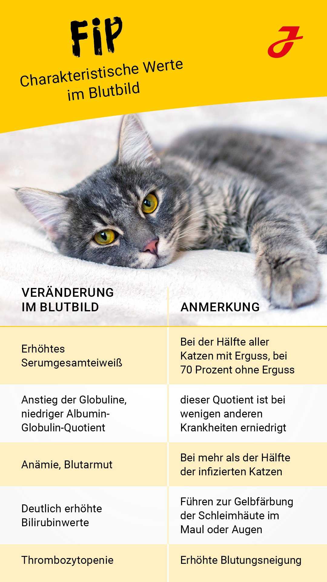 Schwere Fälle von Coronavirus-Infektionen bei Katzen können zusätzlich folgende Symptome aufweisen: