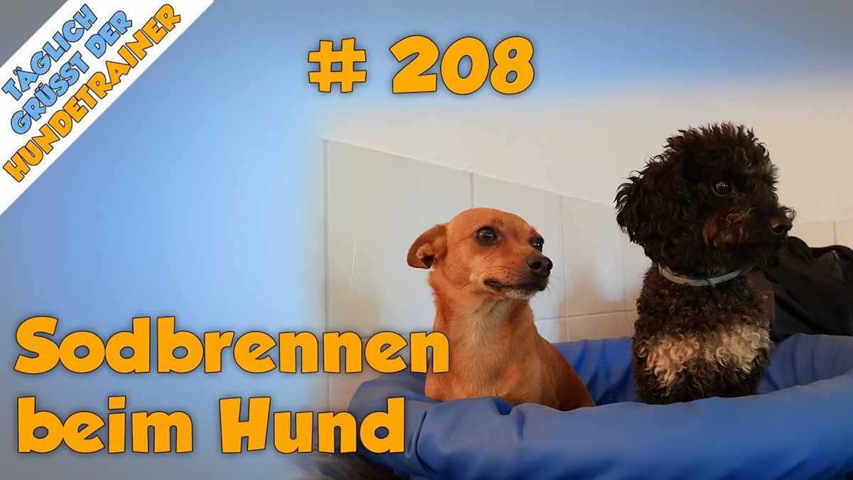 2. Ursachen von Sodbrennen beim Hund: