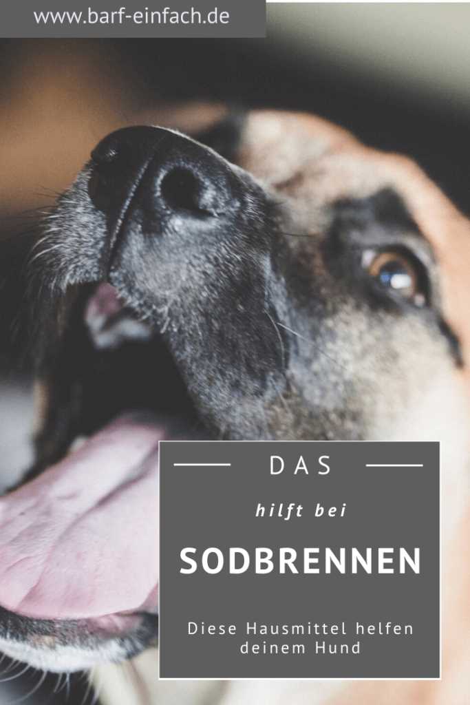 1. Symptome von Sodbrennen beim Hund