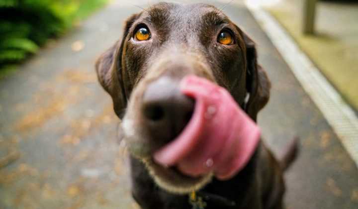 Sodbrennen beim Hund: Ursachen