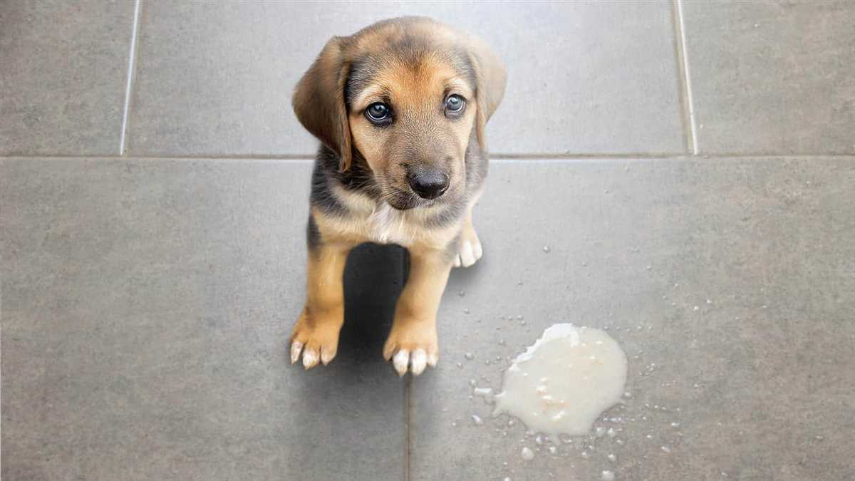 Wie äußert sich Sodbrennen beim Hund?