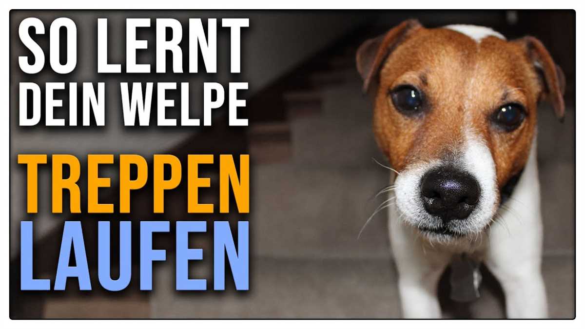 Tipps für das sichere Treppensteigen mit Ihrem Hund