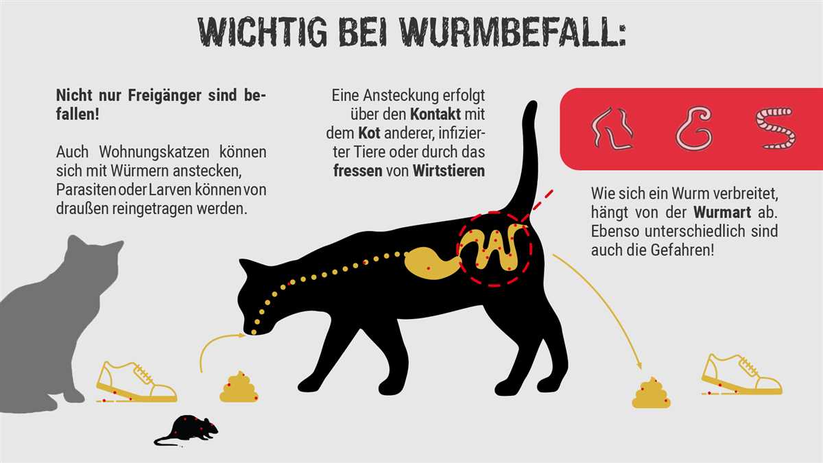 Arten von Würmern bei Katzen:
