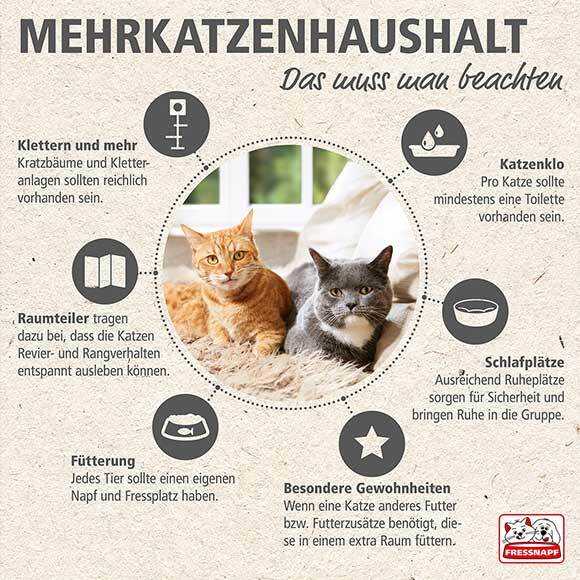 Wie bringe ich Katzen zusammen? Tipps und Tricks