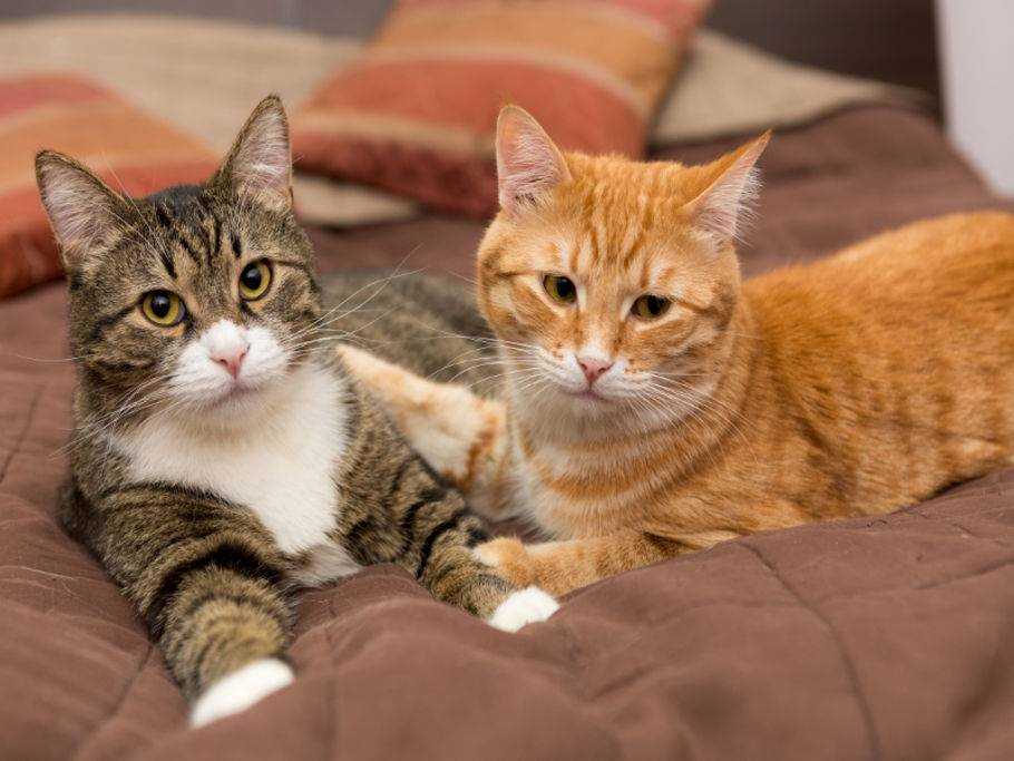 Wie man seine Katzen dazu bringt, sich zu vertragen – Tipps und Tricks