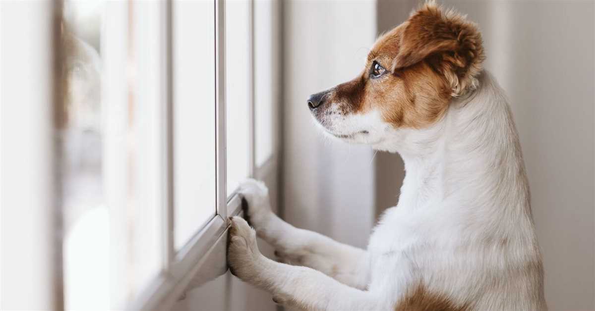 Wie bringe ich meinem Hund bei alleine zu bleiben – Tipps und Tricks