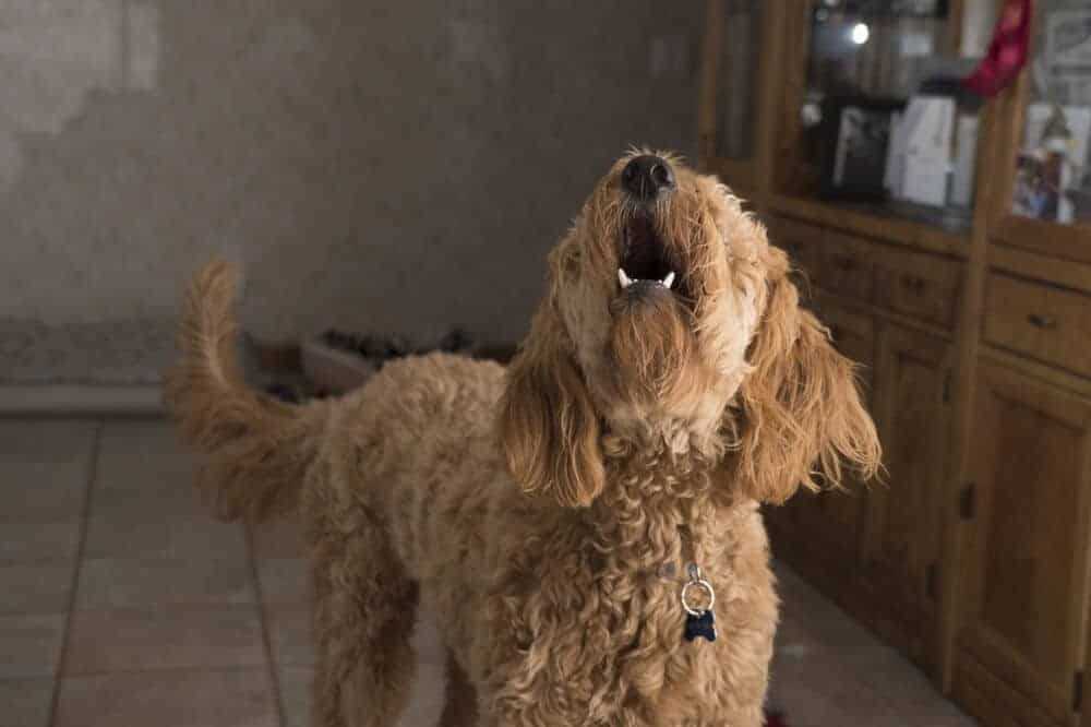 Wie bringe ich meinem Hund bei, nicht zu bellen?