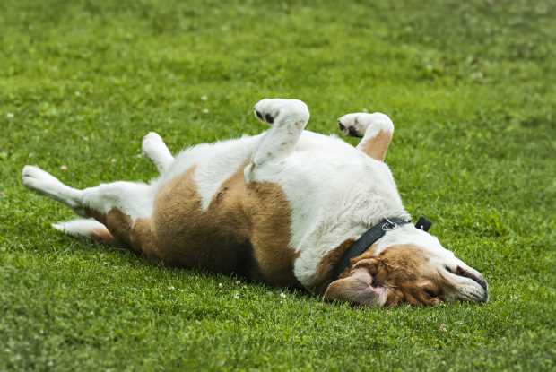 Wie bringt man einem Hund Rolle bei: Schritt-für-Schritt Anleitung