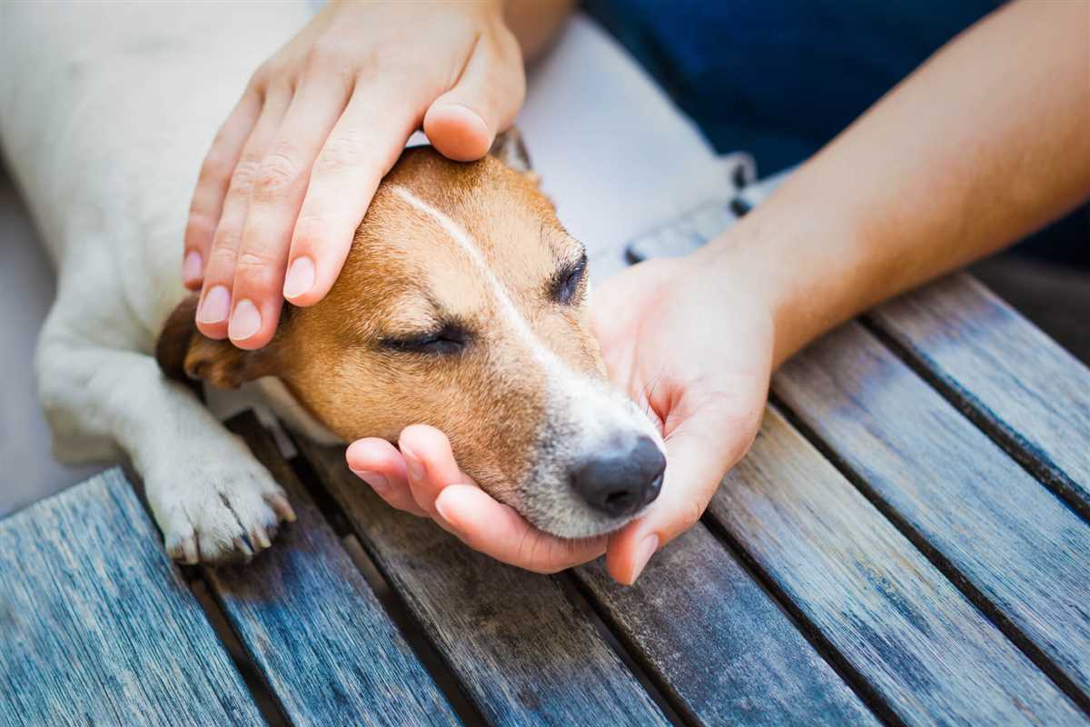 Wie entfernt man eine Zecke beim Hund? Tipps und Tricks