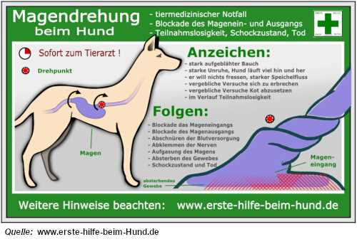 Wie entsteht eine Magendrehung beim Hund? Ursachen und Symptome erklärt