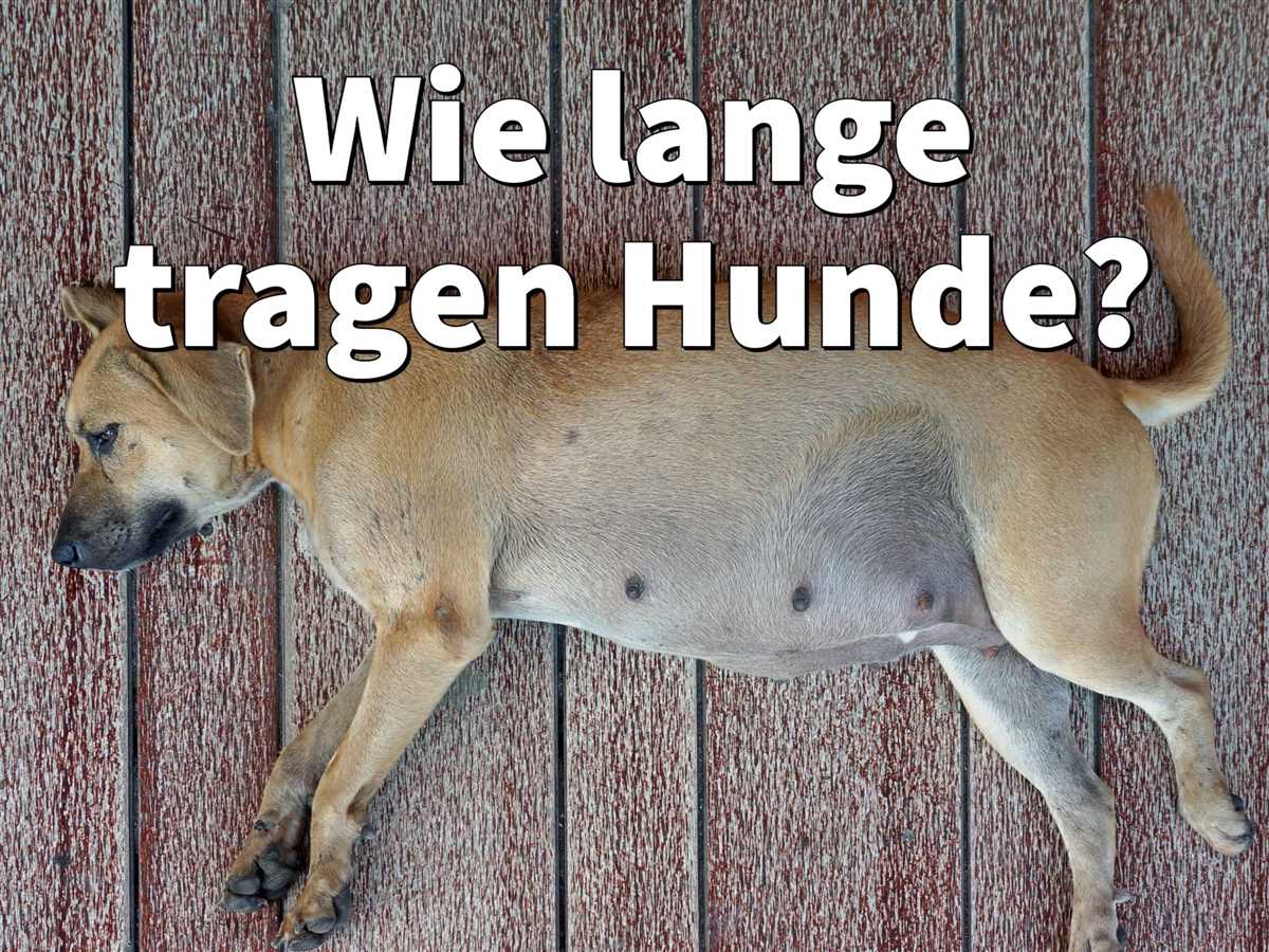 Wie erkenne ich ob mein Hund schwanger ist? | Tipps zur Feststellung der Trächtigkeit