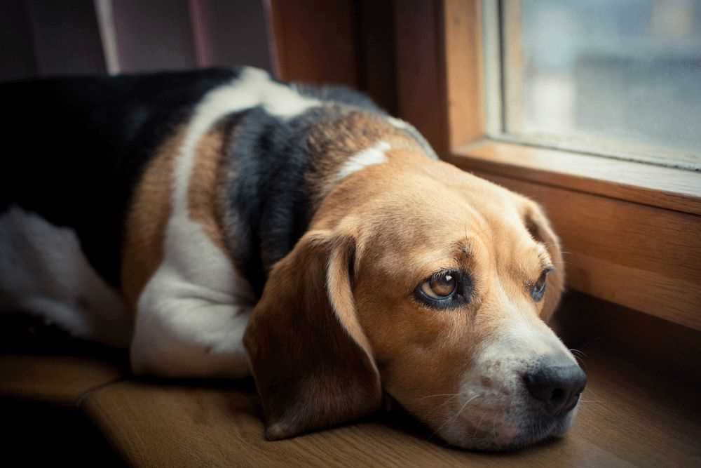 Körperliche Anzeichen von Schmerzen bei Hunden