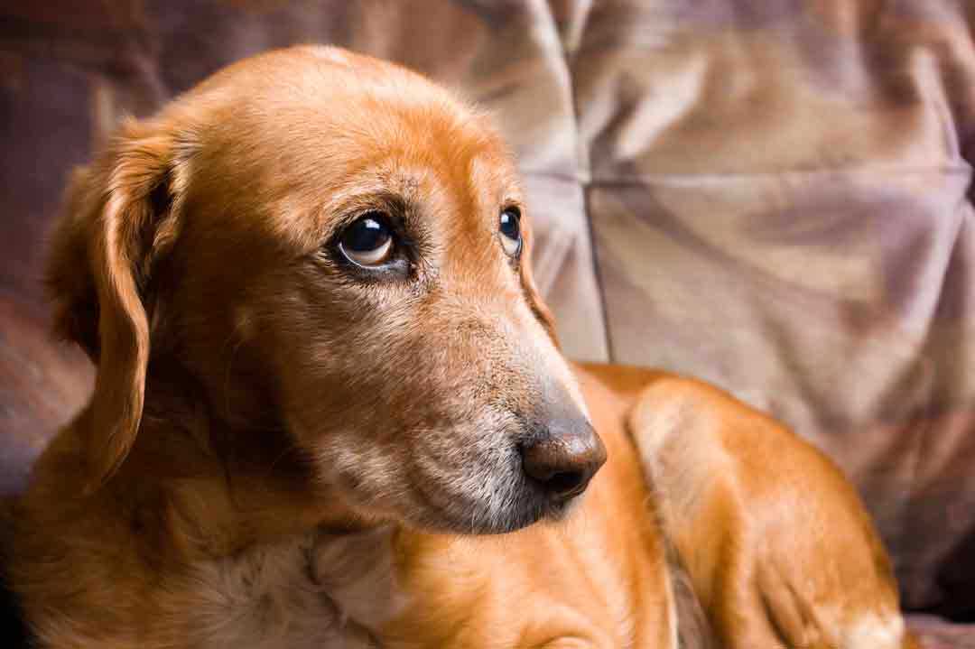 Wann sollten Sie einen Tierarzt aufsuchen?