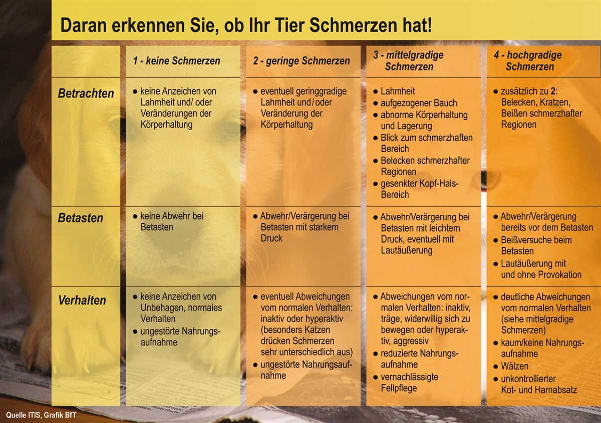 Verhaltensänderungen bei schmerzgeplagten Hunden