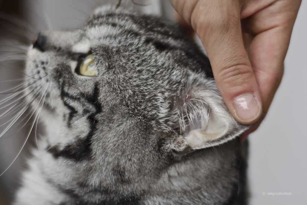 Verändertes Verhalten der Katze