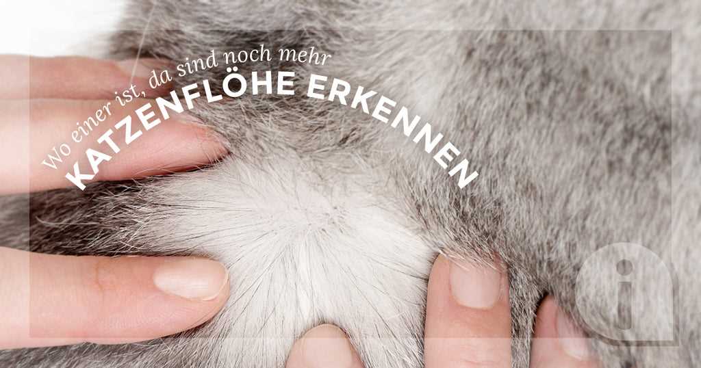 Wie erkennt man Flöhe auf einer Katze?