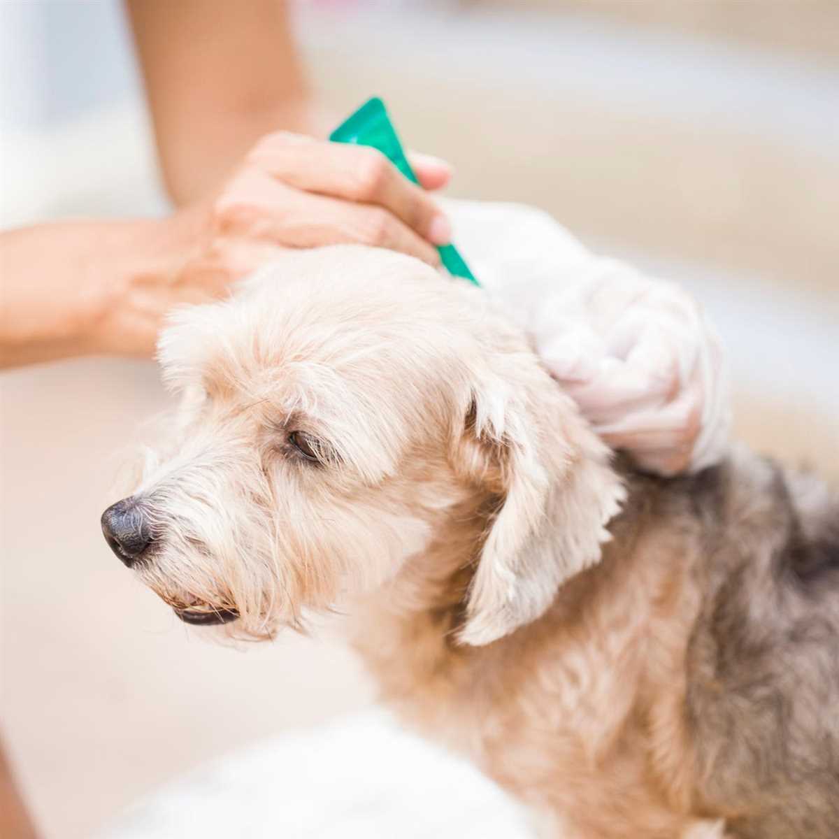 Flohkontrolle bei Hunden