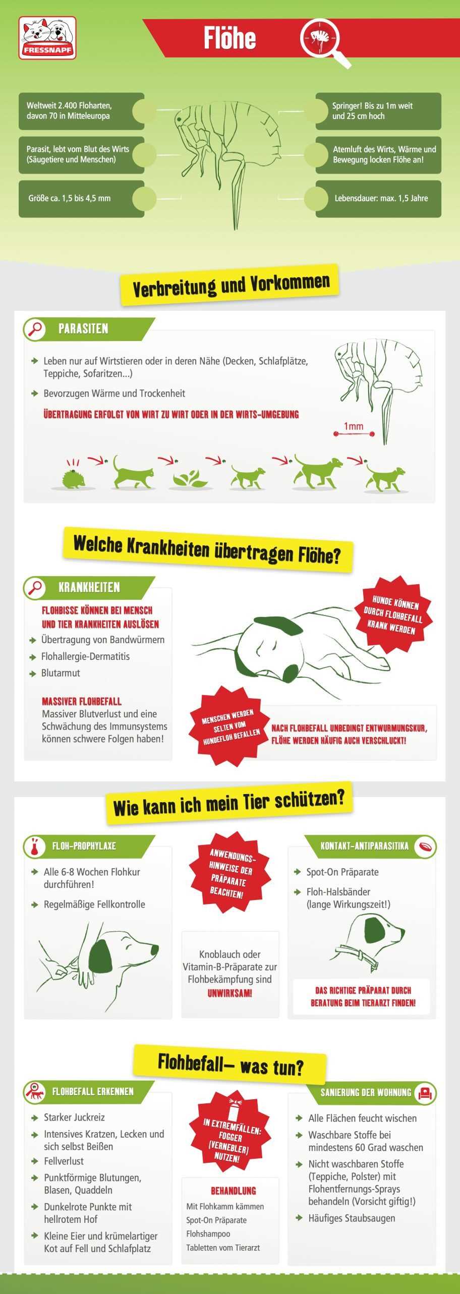 Wie erkennt man Flöhe beim Hund? Tipps zur Flohkontrolle und -prävention