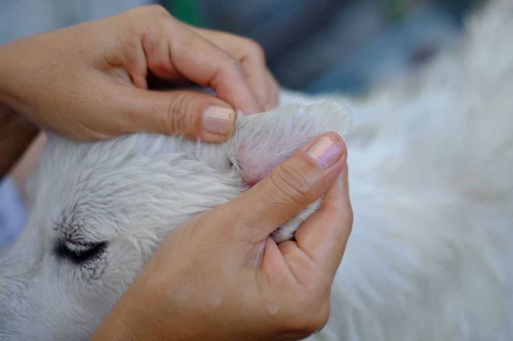 Sichtbare Anzeichen von Milbeinfektionen beim Hund