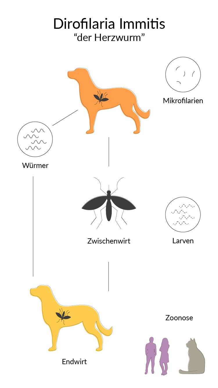 1. Regelmäßige Entwurmung: