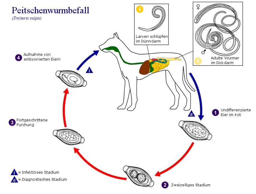 1. Veränderungen im Kot