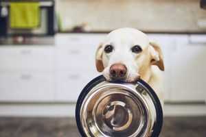 Wie ernähre ich meinen Hund richtig – Tipps und Ratschläge