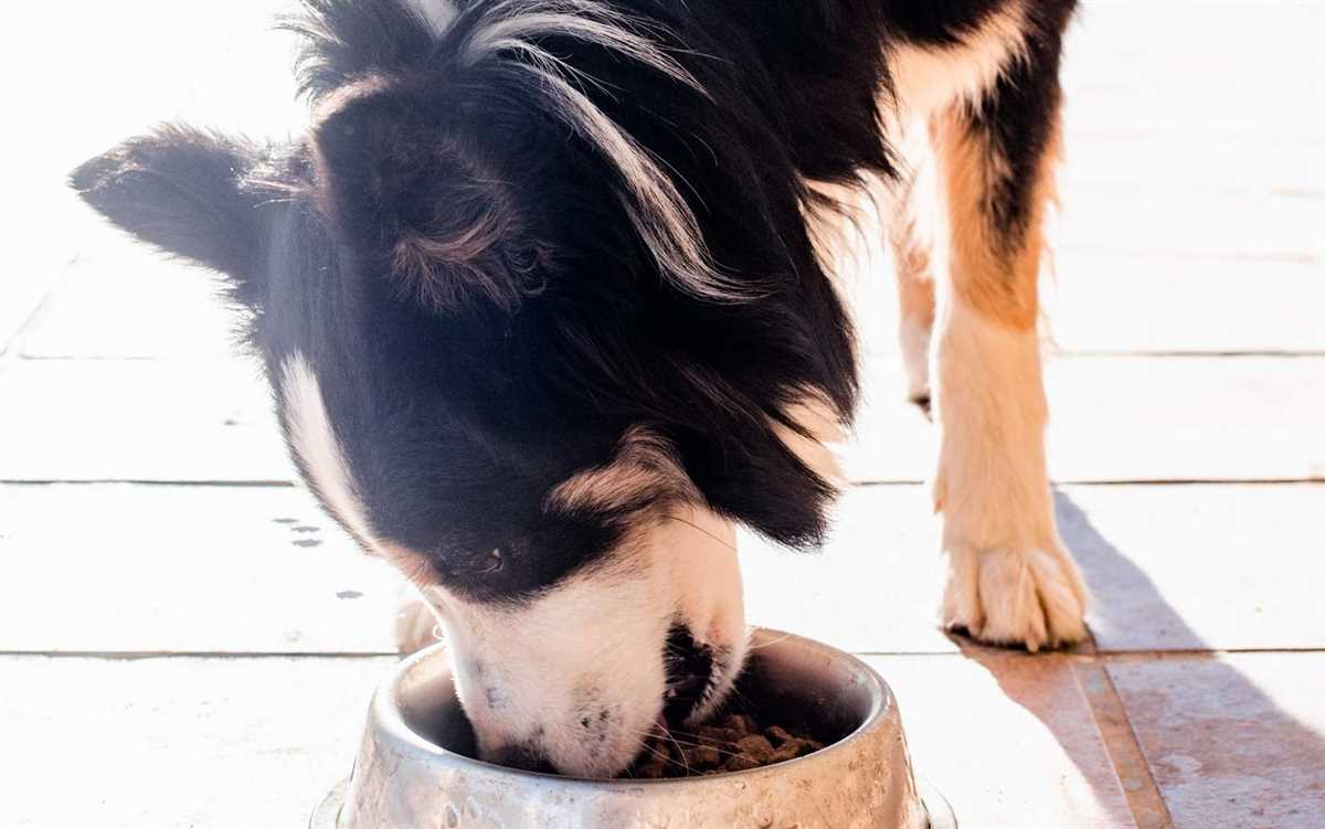 Die Funktionen von Trinkwasser im Körper eines Hundes