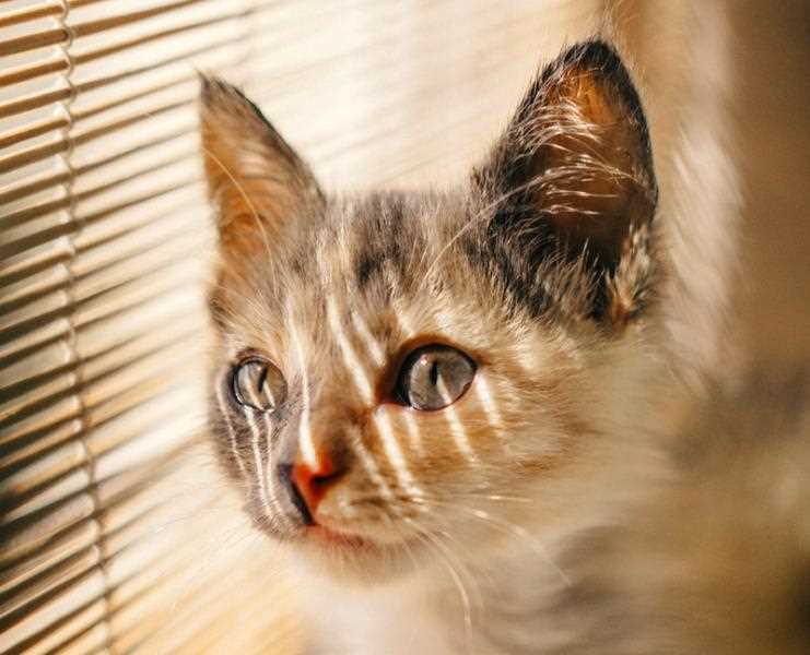 Wie erziehe ich meine Katze: Tipps und Tricks für eine erfolgreiche Katzenhaltung