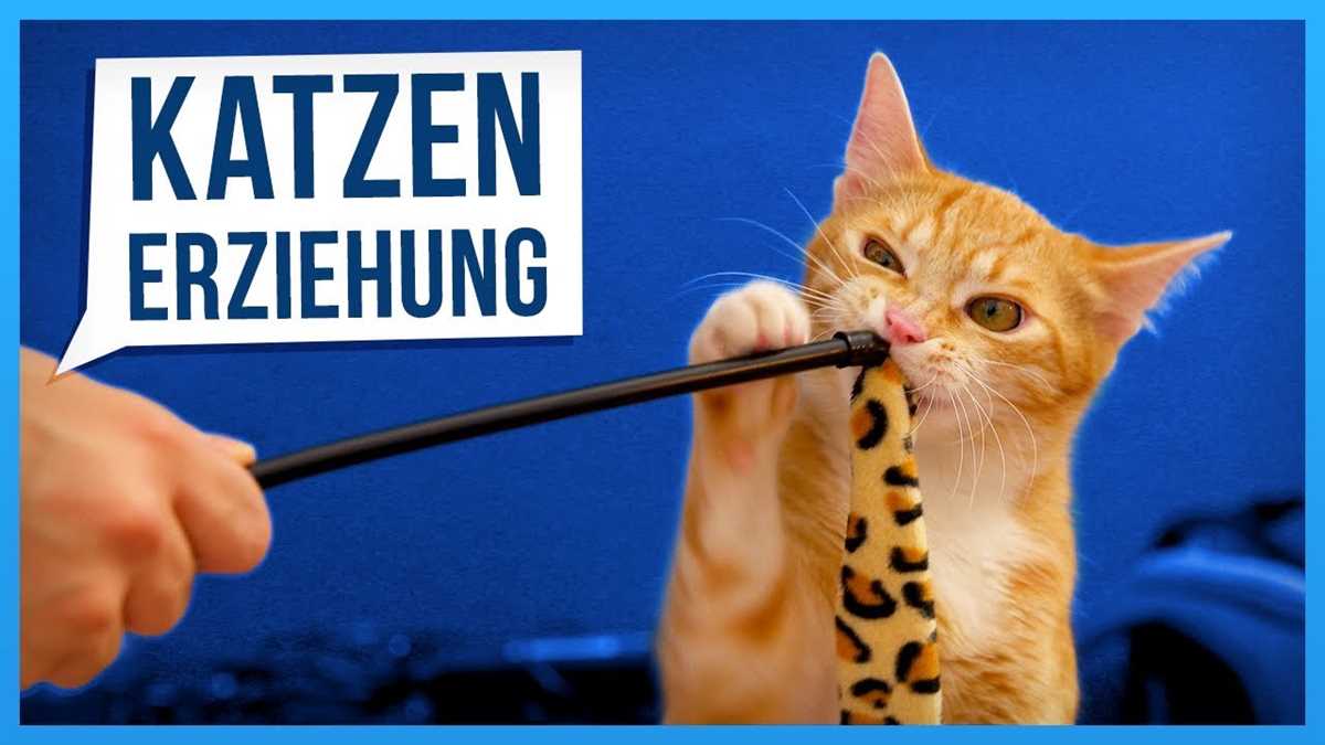 Wie man einer Katze das Gewünschte beibringt