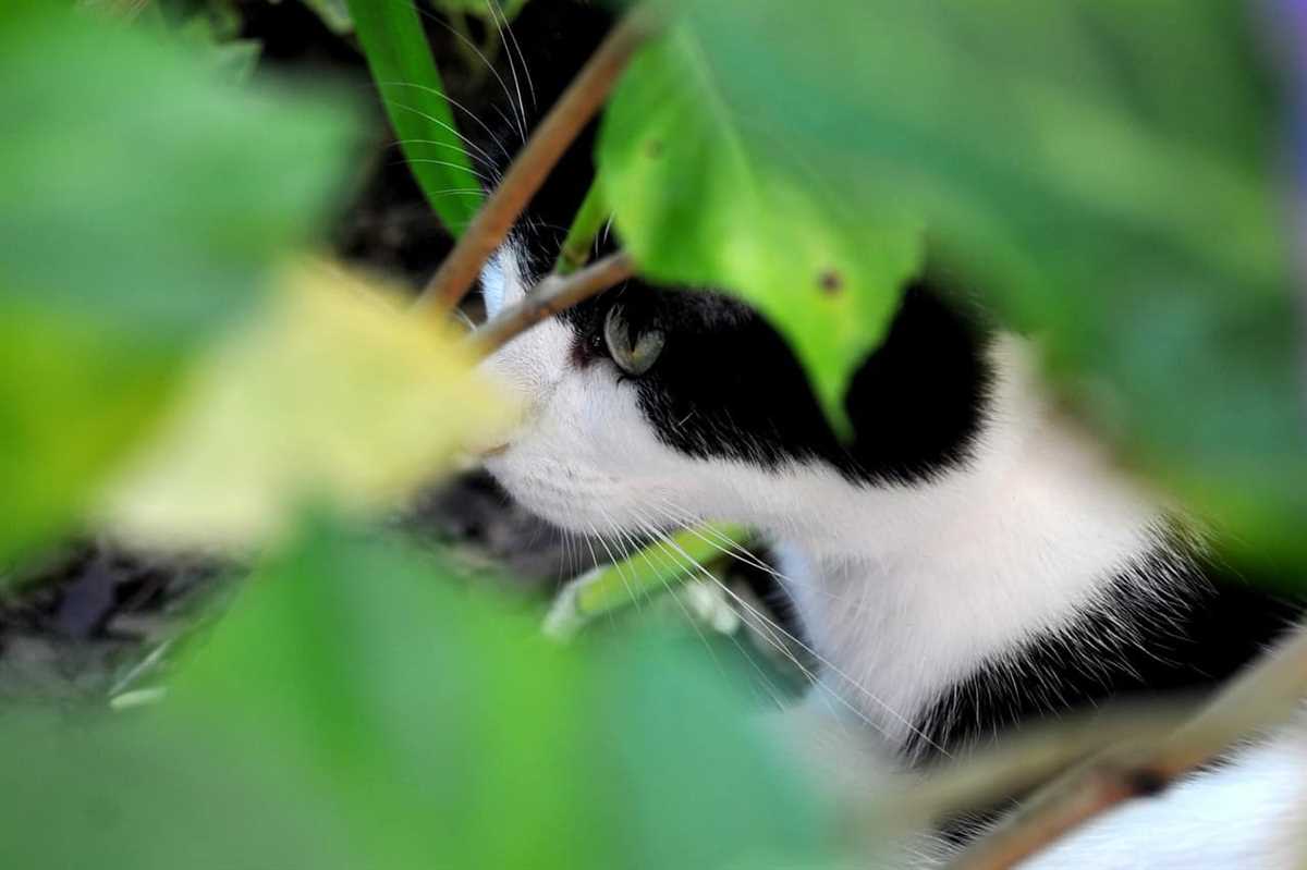 Welche Methoden kannst du zur Suche nach deiner Katze verwenden?