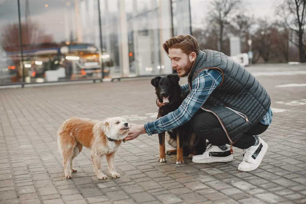 Lesen Sie die Körpersprache Ihres Hundes